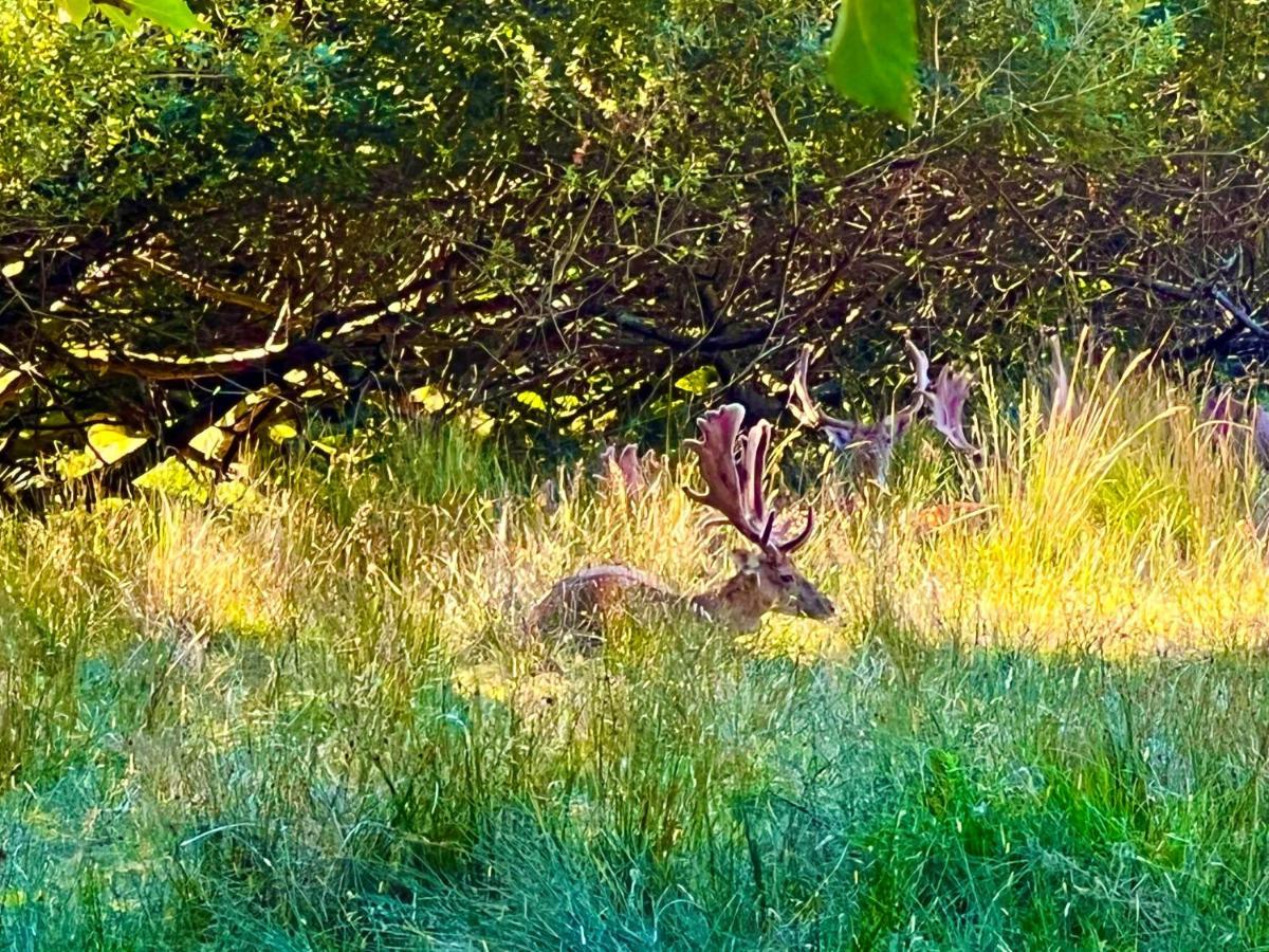 Jungle Lodge Lymington Luaran gambar
